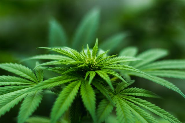 Actions Liées au Cannabis : Investir dans la Ruée Verte